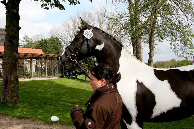 soelrings-comtessa-piccolina