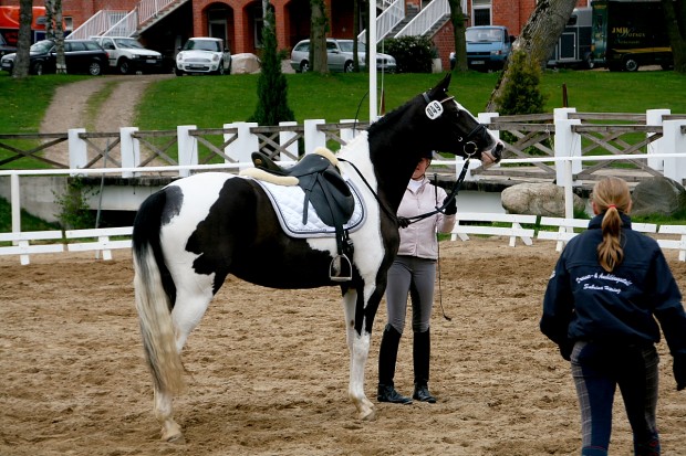 soelrings-comtessa-piccolina