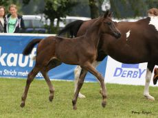 Verkaufspferde Deutsches Reitpony S l rings Jolene