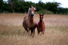 Verkaufspferde Deutsches Reitpony Goldika