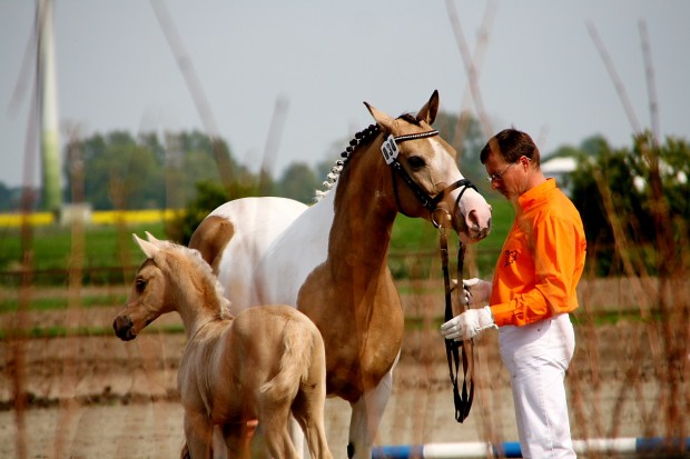 soelrings-triple-x